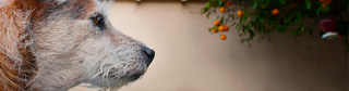 Gallery of Pet images.