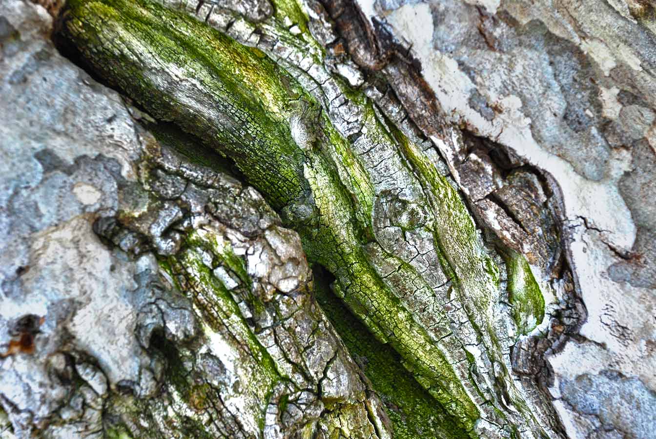 gallery_nature.php