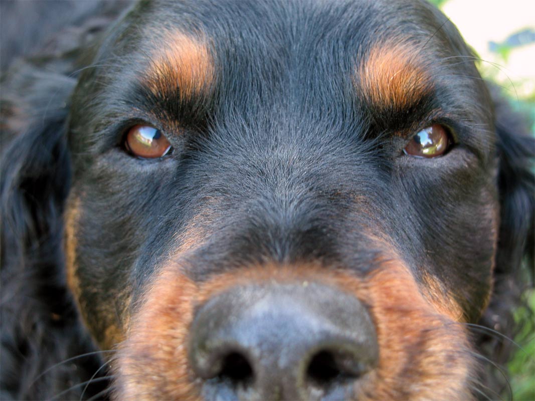 gallery_pets.php